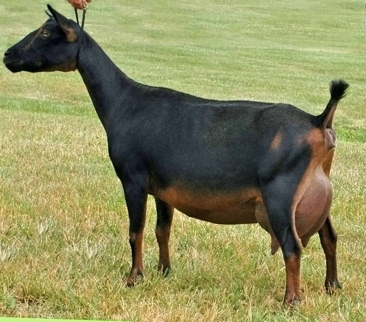 1200px nigeriandwarfdairygoat