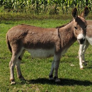 Home micro mini donkey for sale