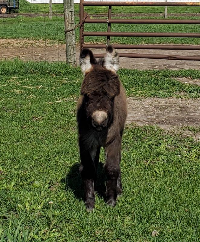 violet miniature female "jennet" donkey donkey for sale