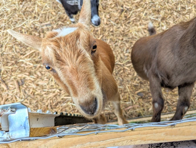mia miniature nigerian dwarf doe goat. mia miniature nigerian dwarf doe goat.