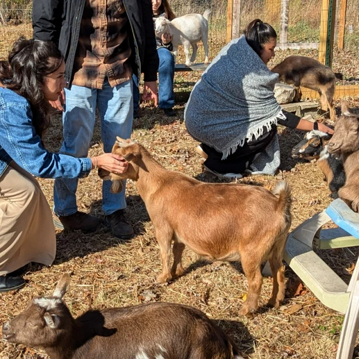 mia miniature nigerian dwarf doe goat. mia miniature nigerian dwarf doe goat.