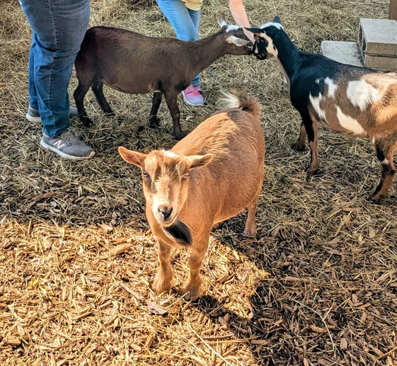 mia miniature nigerian dwarf doe goat. mia miniature nigerian dwarf doe goat.