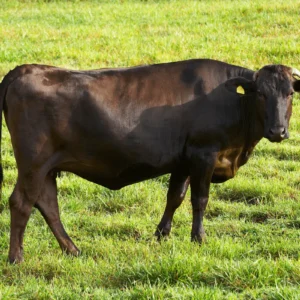 Home Cattle for Sale