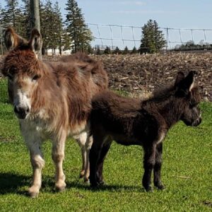 Home donkey for sale