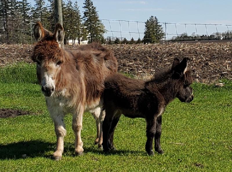 violet miniature female "jennet" donkey donkey for sale