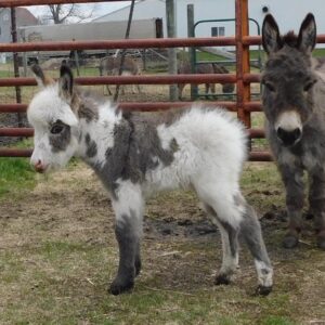 Home miniature donkey for sale near me