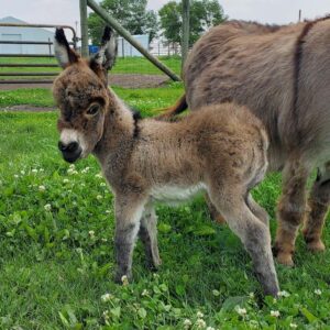 Home Donkeys for Sale Near Me