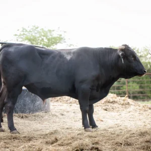 Home 173h itoruzu fuku, Wagyu Calf for Sale
