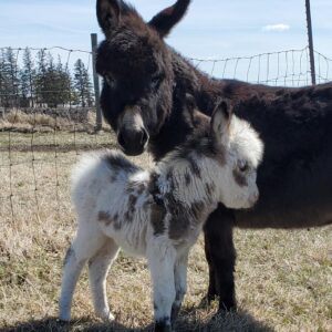 Home Donkeys for Sale