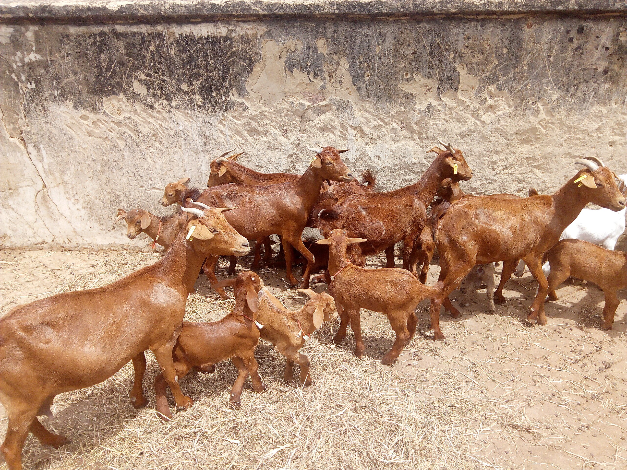 red sokoto goats by buhari habibu