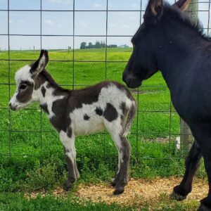 Home Miniature Donkey for Sale