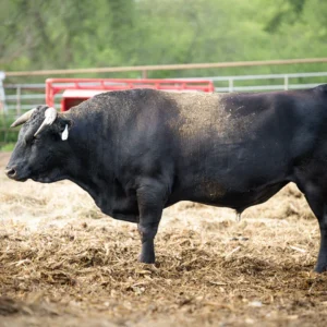 Home ms mitsuhikokura 521, Wagyu Cattle for Sale Alabama