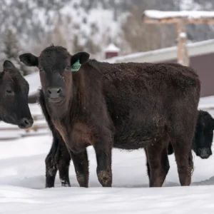 Home wagyu cow for sale
