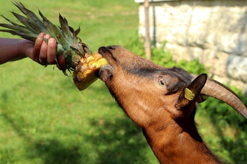 goat eating pineapple 800x533